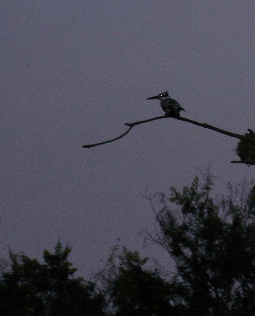 rybařík jižní - ML646371623