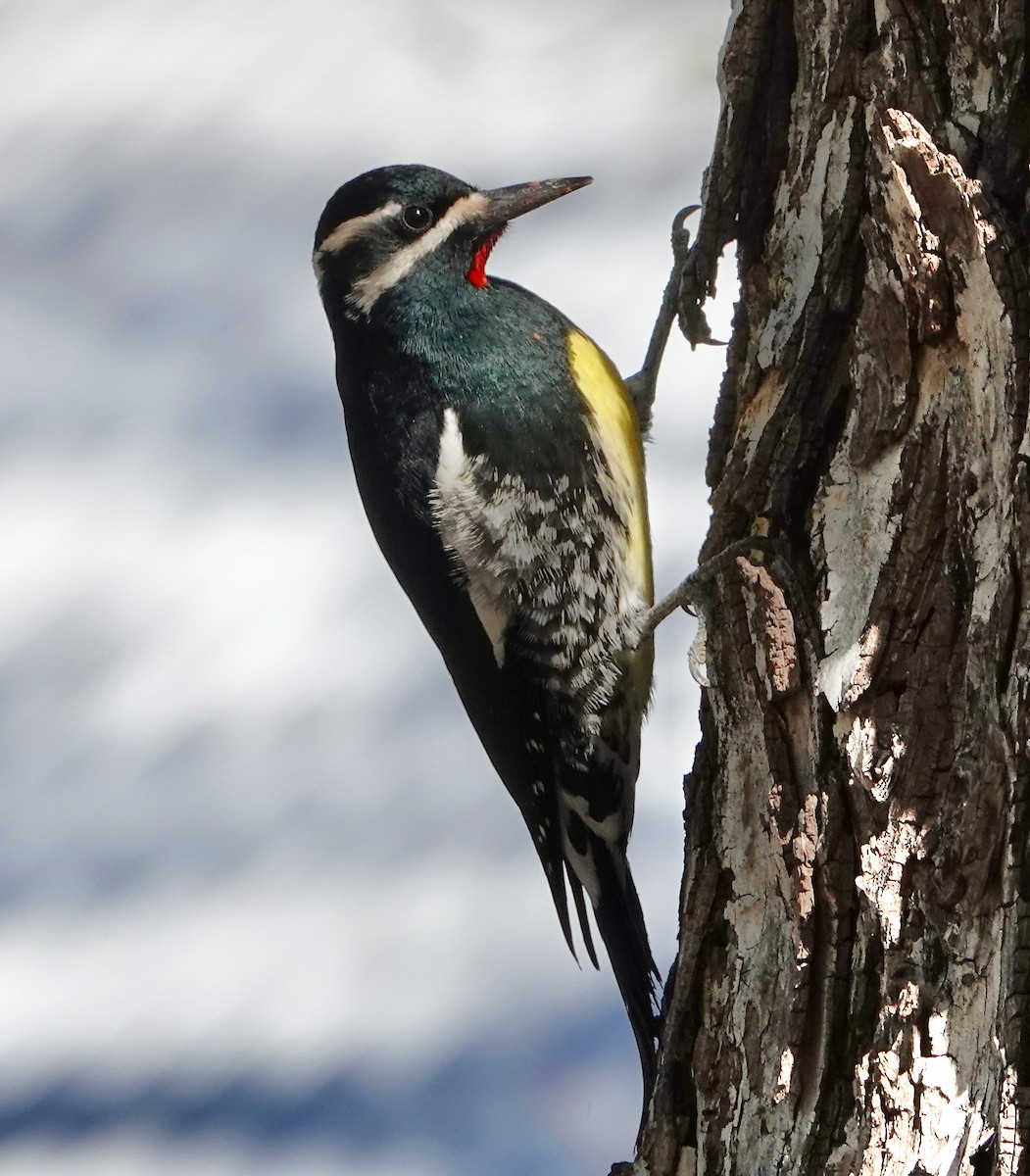 Williamson's Sapsucker - ML646371627