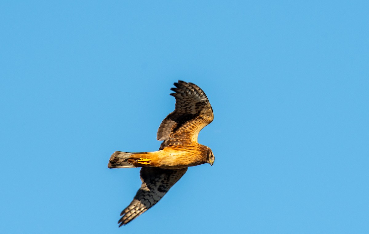 Northern Harrier - ML646371628