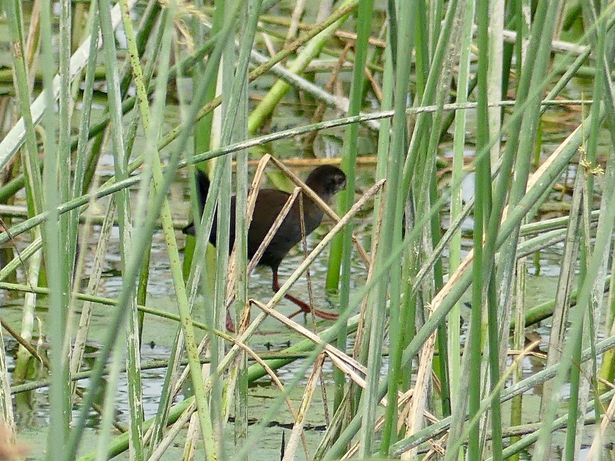 Black Crake - ML646371630