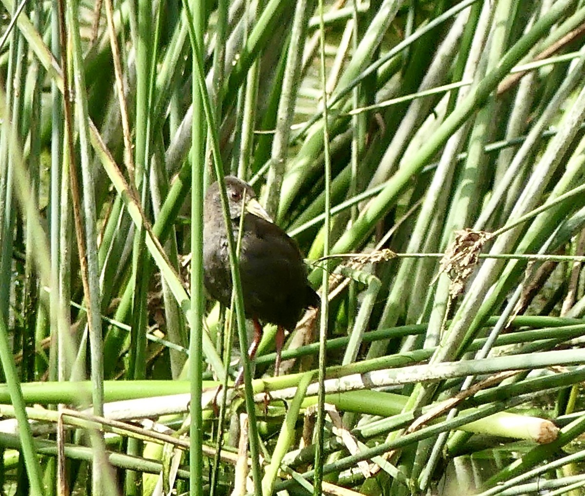 Black Crake - ML646371631