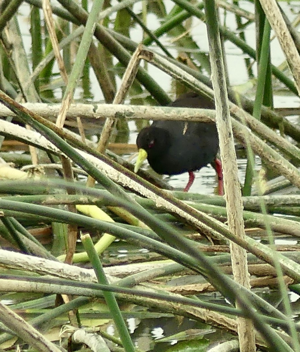 Black Crake - ML646371632