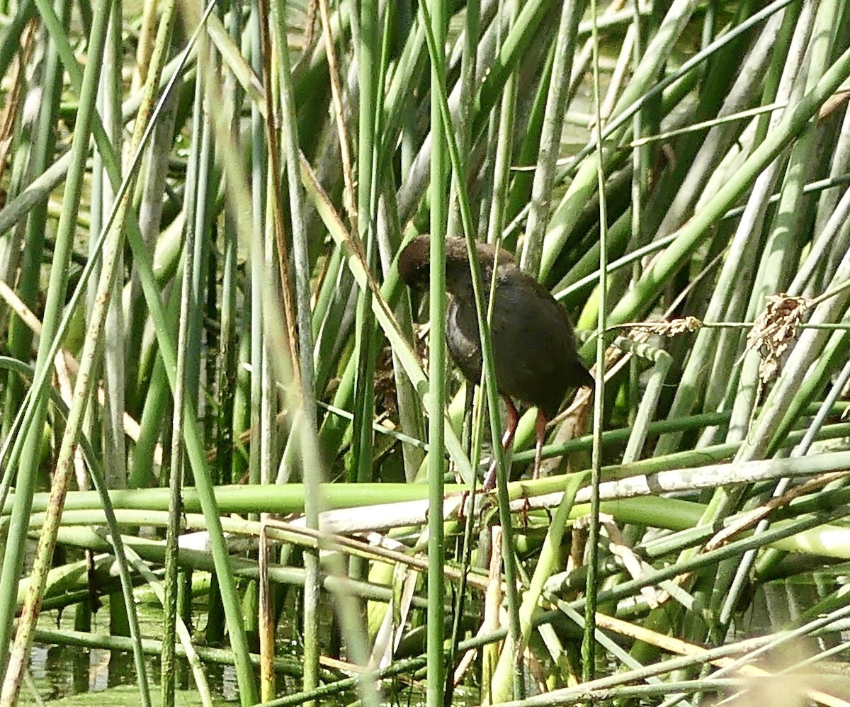 Black Crake - ML646371633