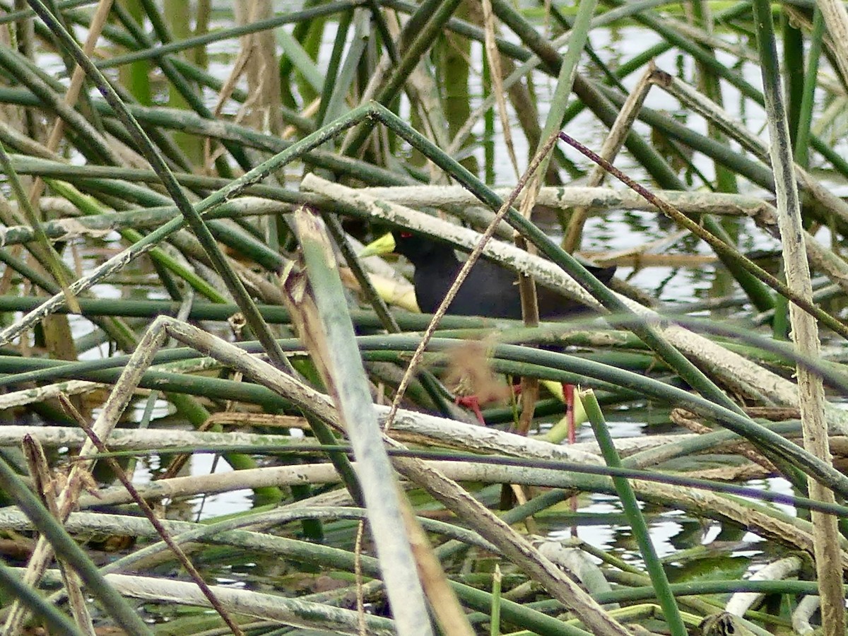 Black Crake - ML646371634