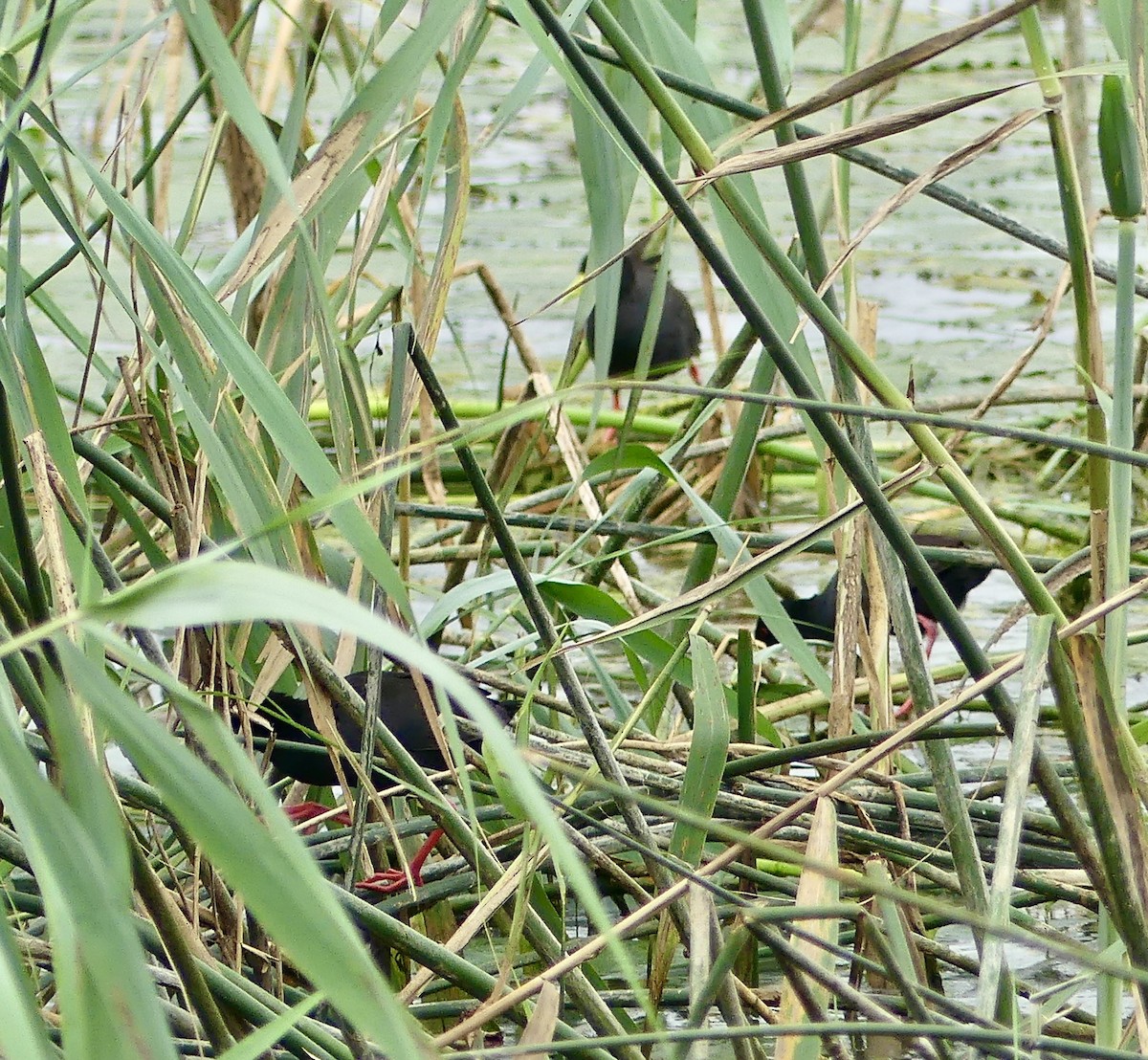 Black Crake - ML646371635