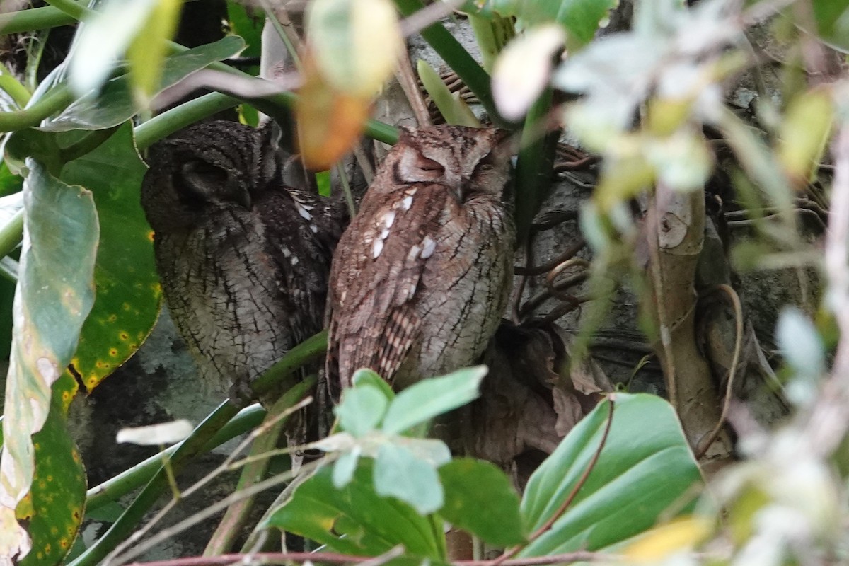 Long-tufted Screech-Owl - ML646371636