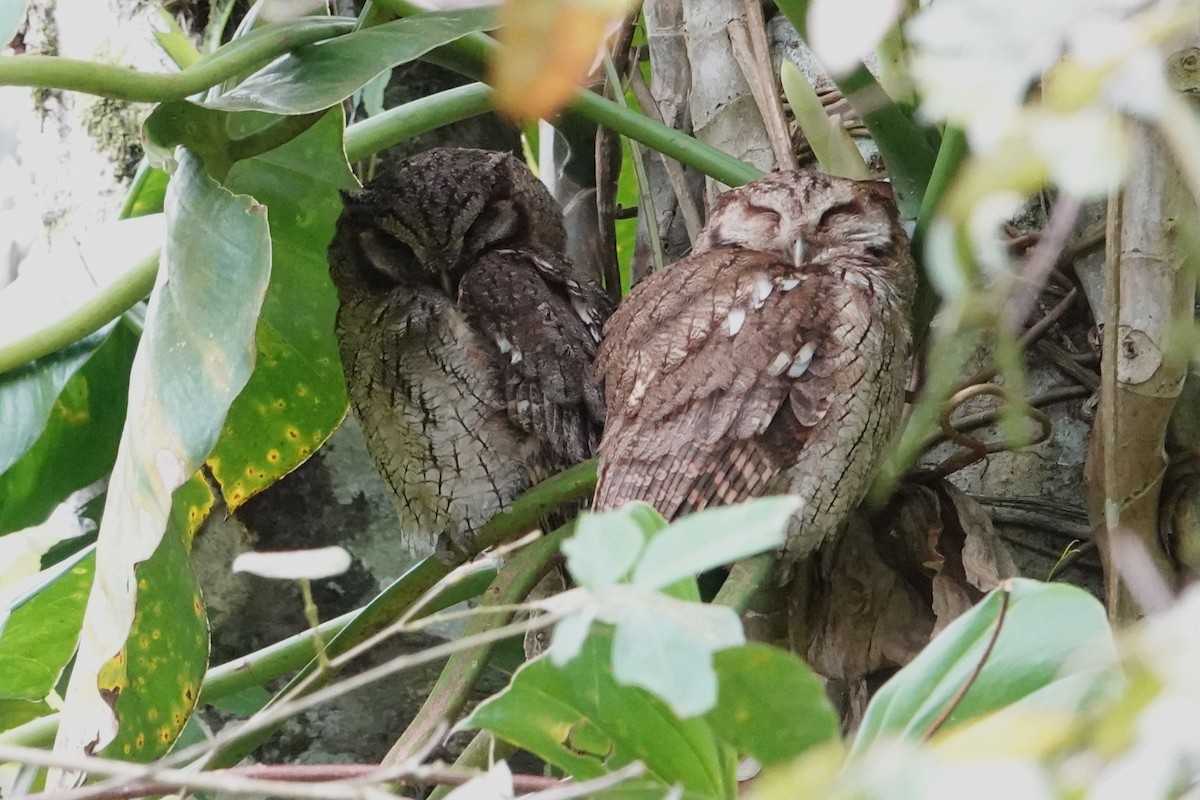 Long-tufted Screech-Owl - ML646371637