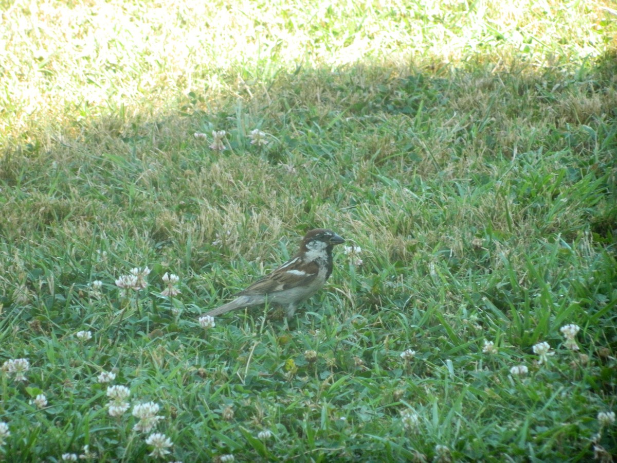 İtalyan Serçesi - ML646371638