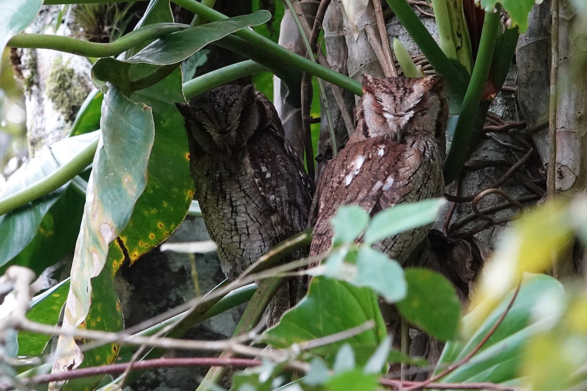 Long-tufted Screech-Owl - ML646371640