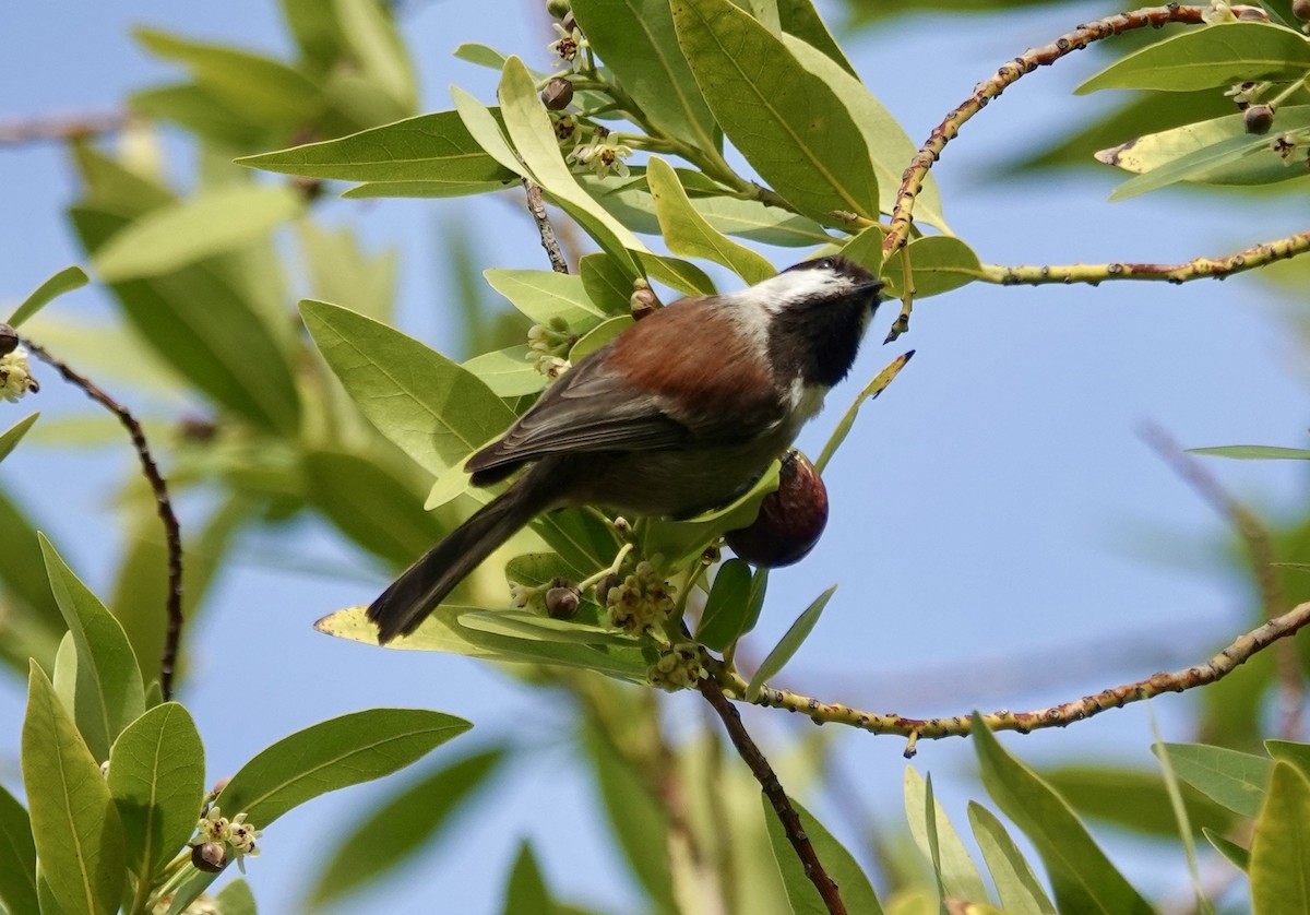 Chestnut-backed Chickadee - ML646371643