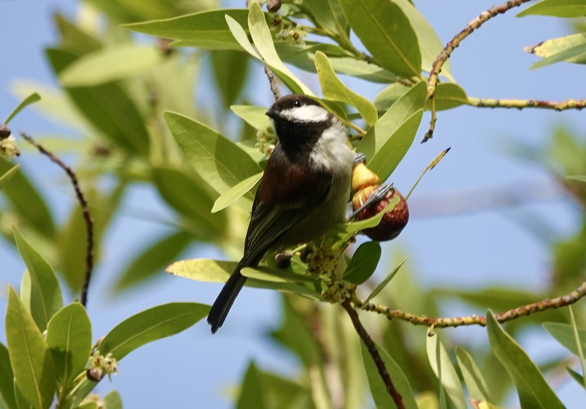 Chestnut-backed Chickadee - ML646371644