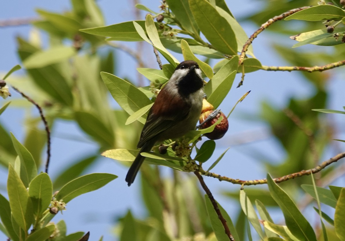 Chestnut-backed Chickadee - ML646371645