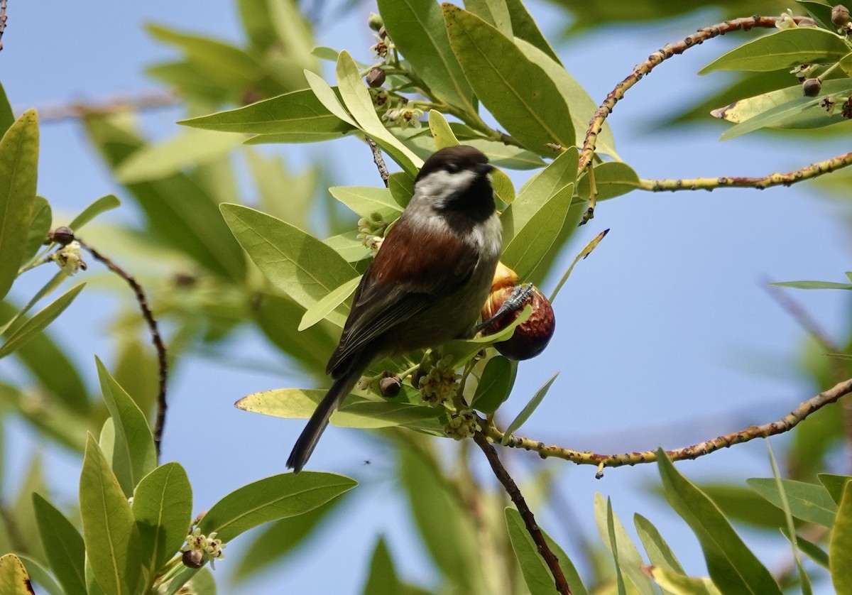 Chestnut-backed Chickadee - ML646371646
