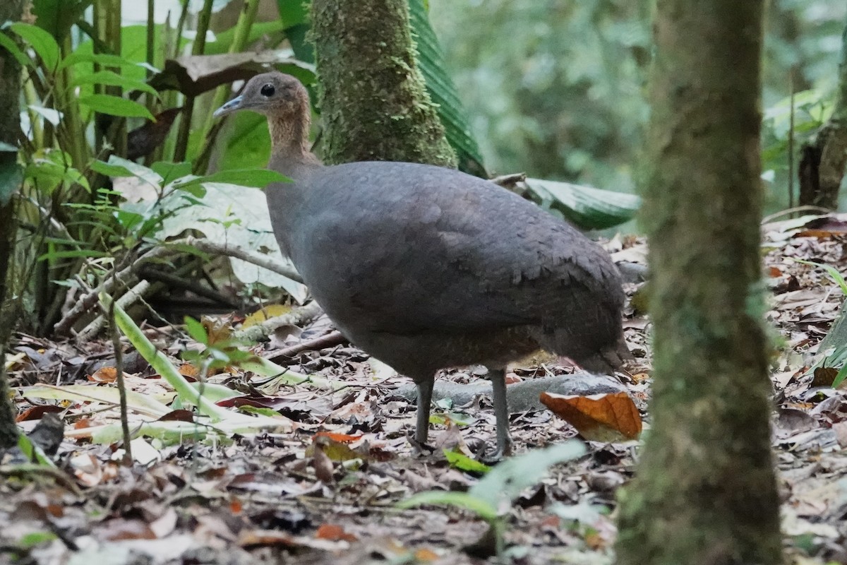 Solitary Tinamou - ML646371647