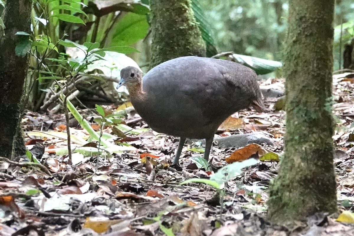 Solitary Tinamou - ML646371649