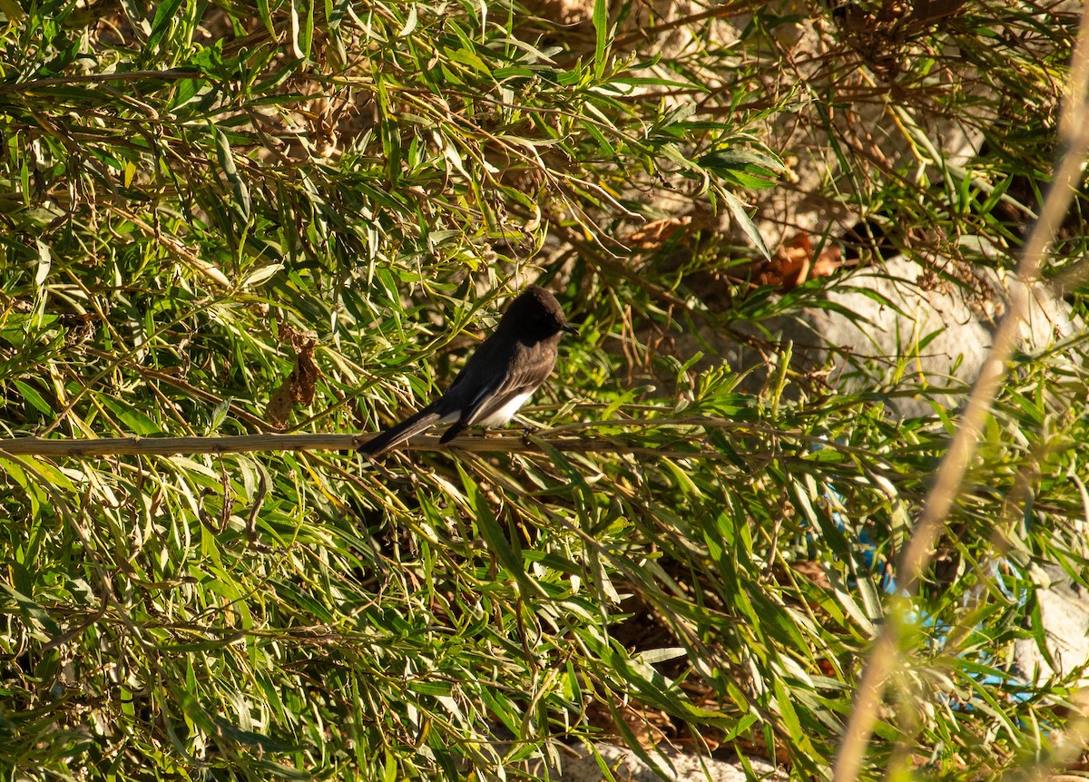 Black Phoebe - ML646371653