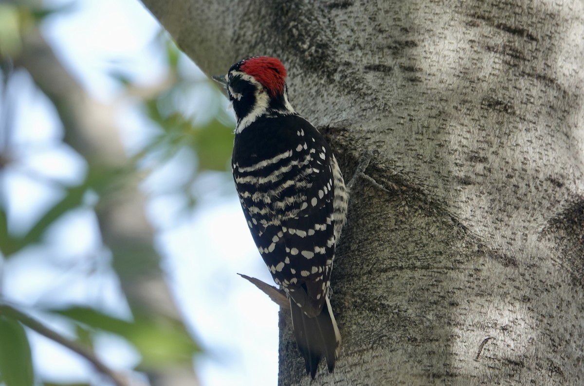 Nuttall's Woodpecker - ML646371654