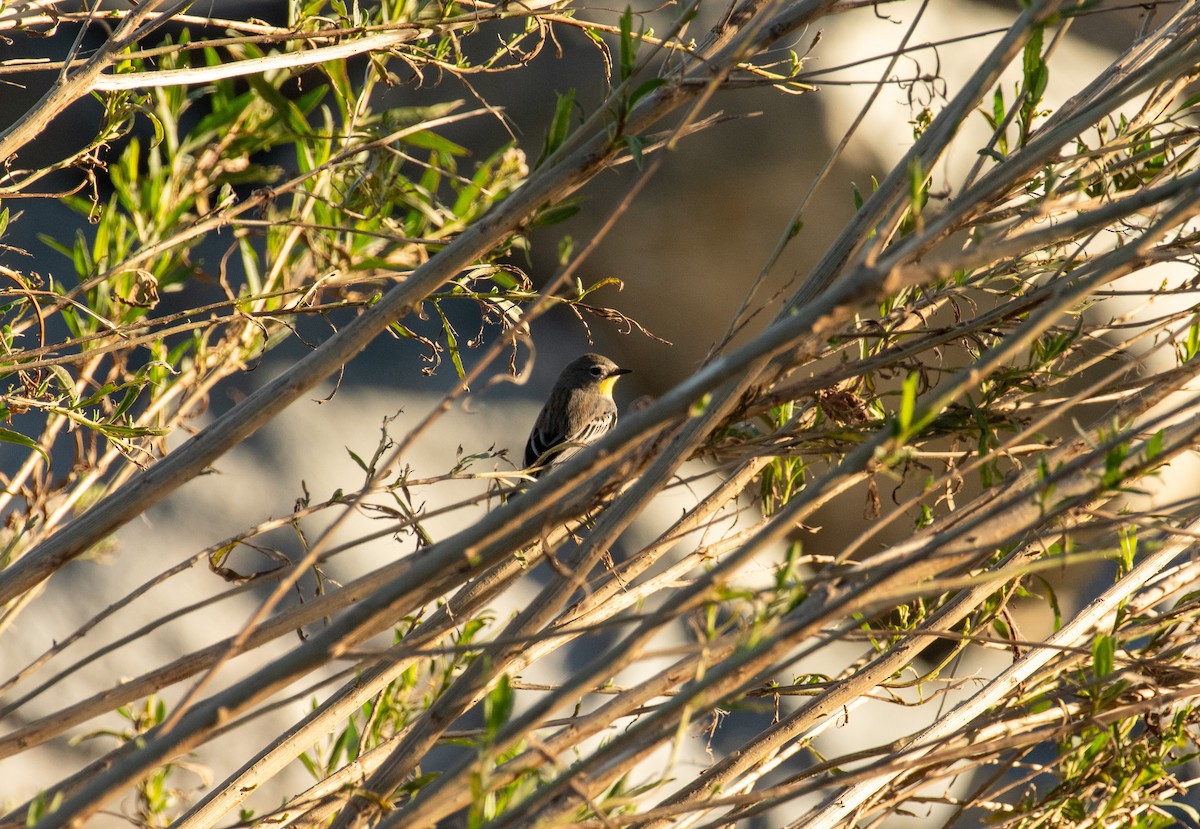 Yellow-rumped Warbler - ML646371655