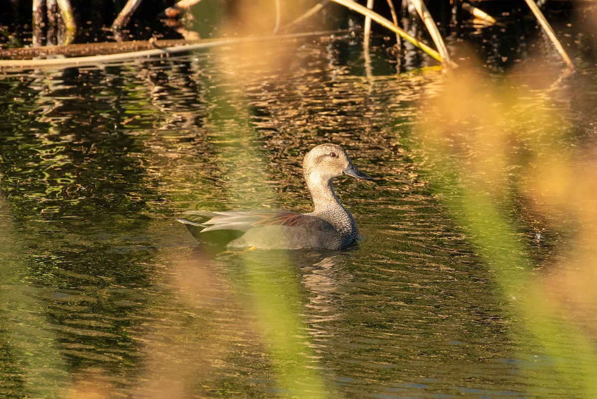 オカヨシガモ - ML646371660