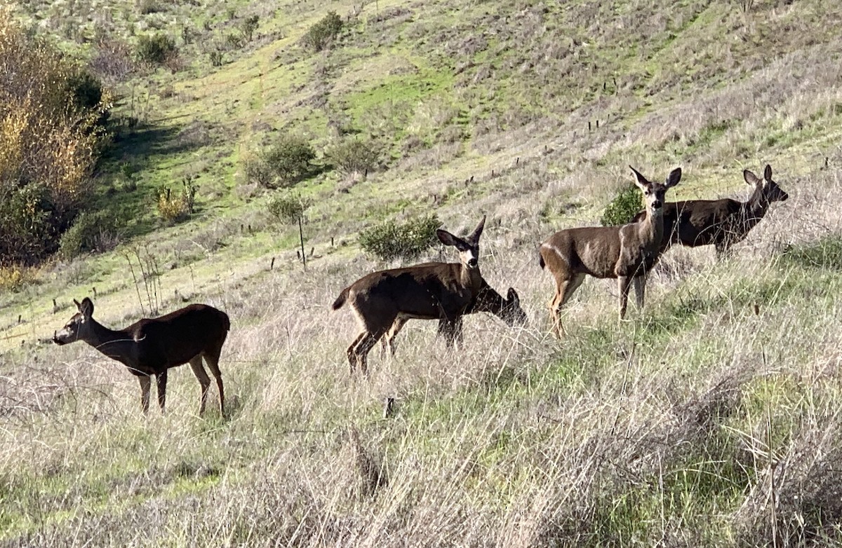 White-tailed and Mule Deer - ML646371661