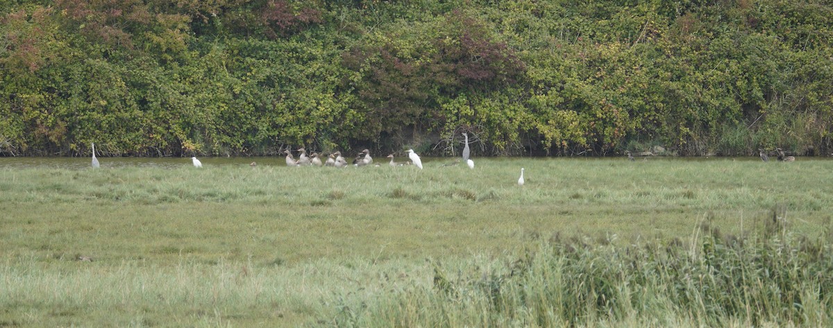 Gray Heron - ML646371665