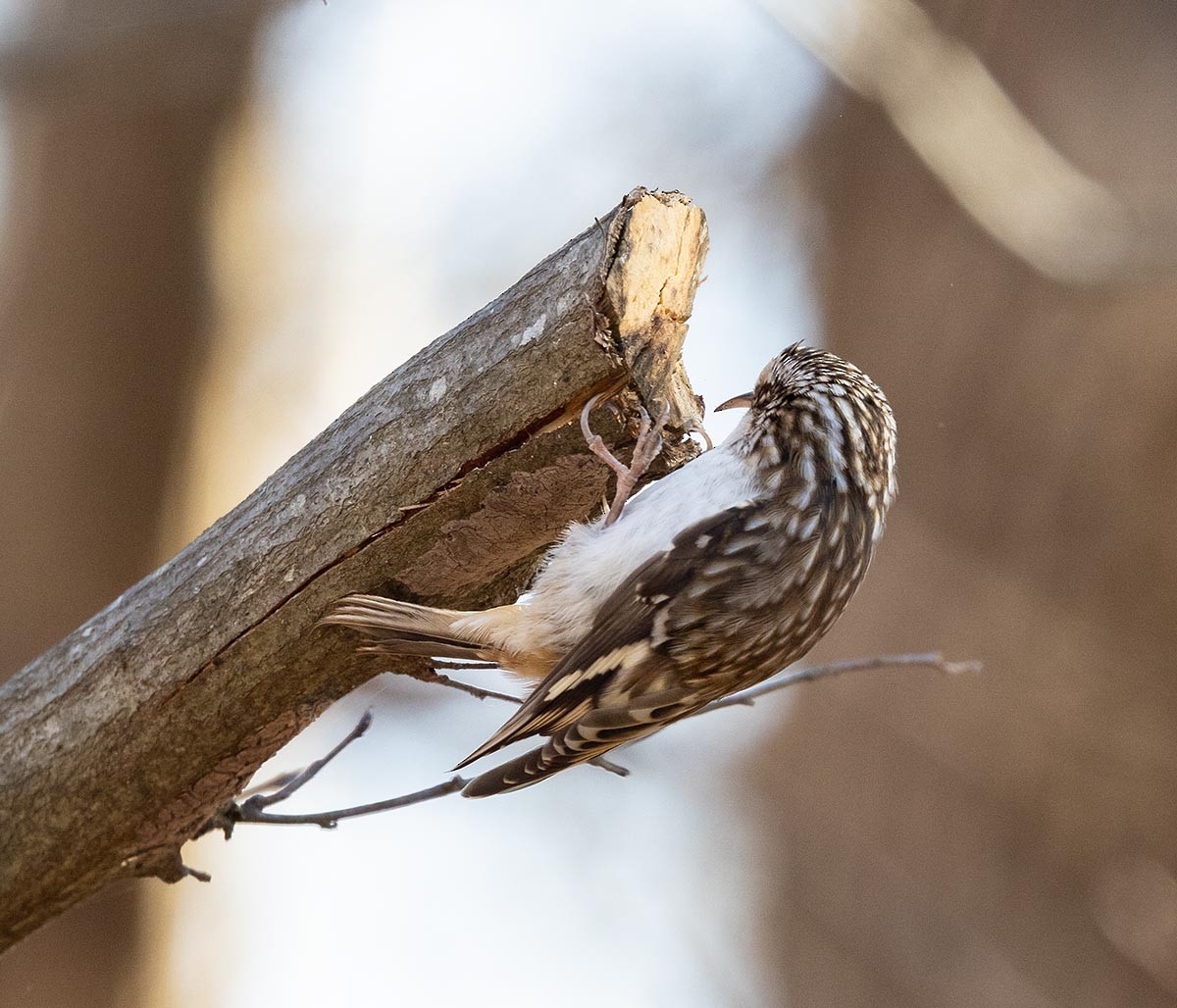 Brown Creeper - ML646371668