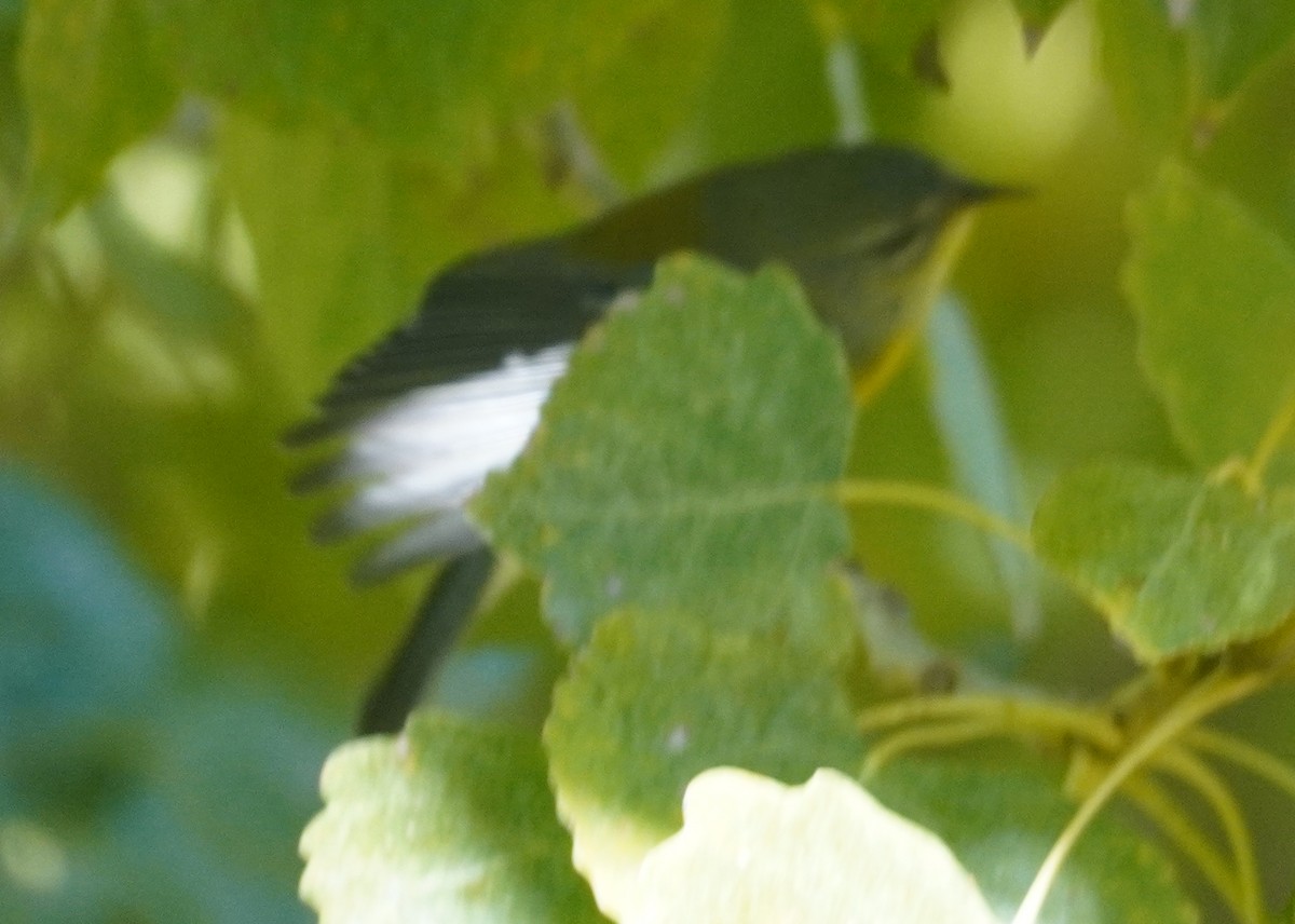 Northern Parula - ML646371669