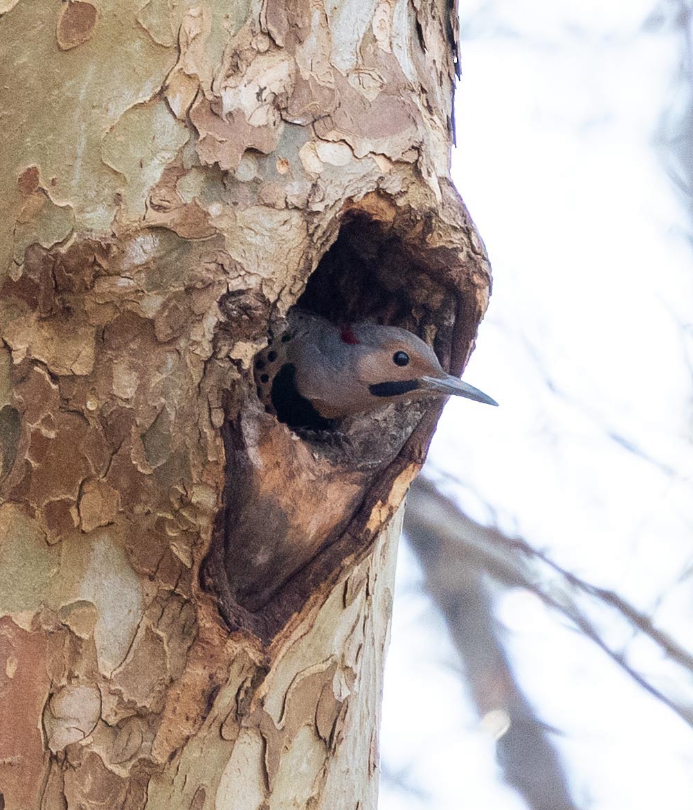 Northern Flicker - ML646371670