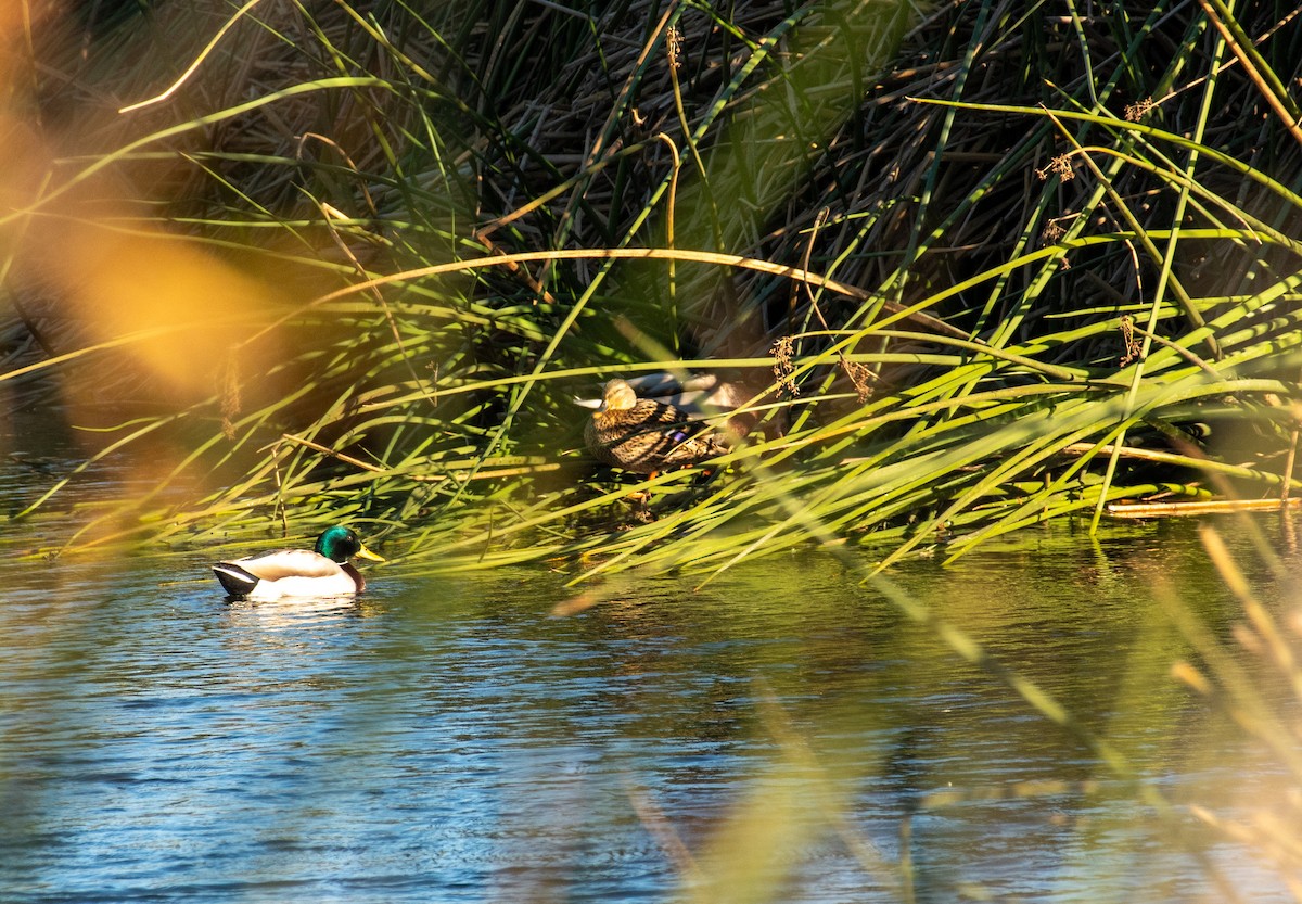 Mallard - ML646371671