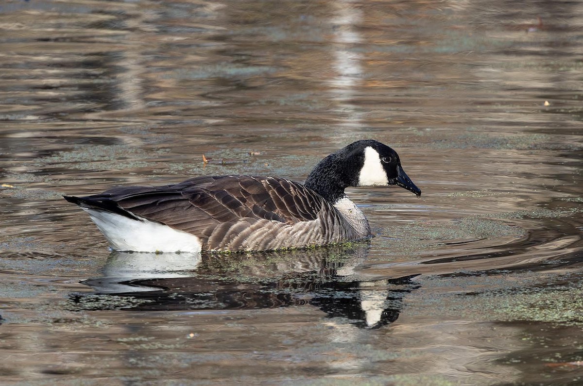 Canada Goose - ML646371677