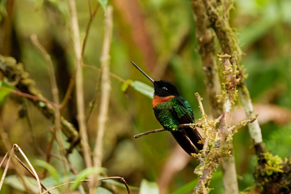 rustbrystinka - ML646371678