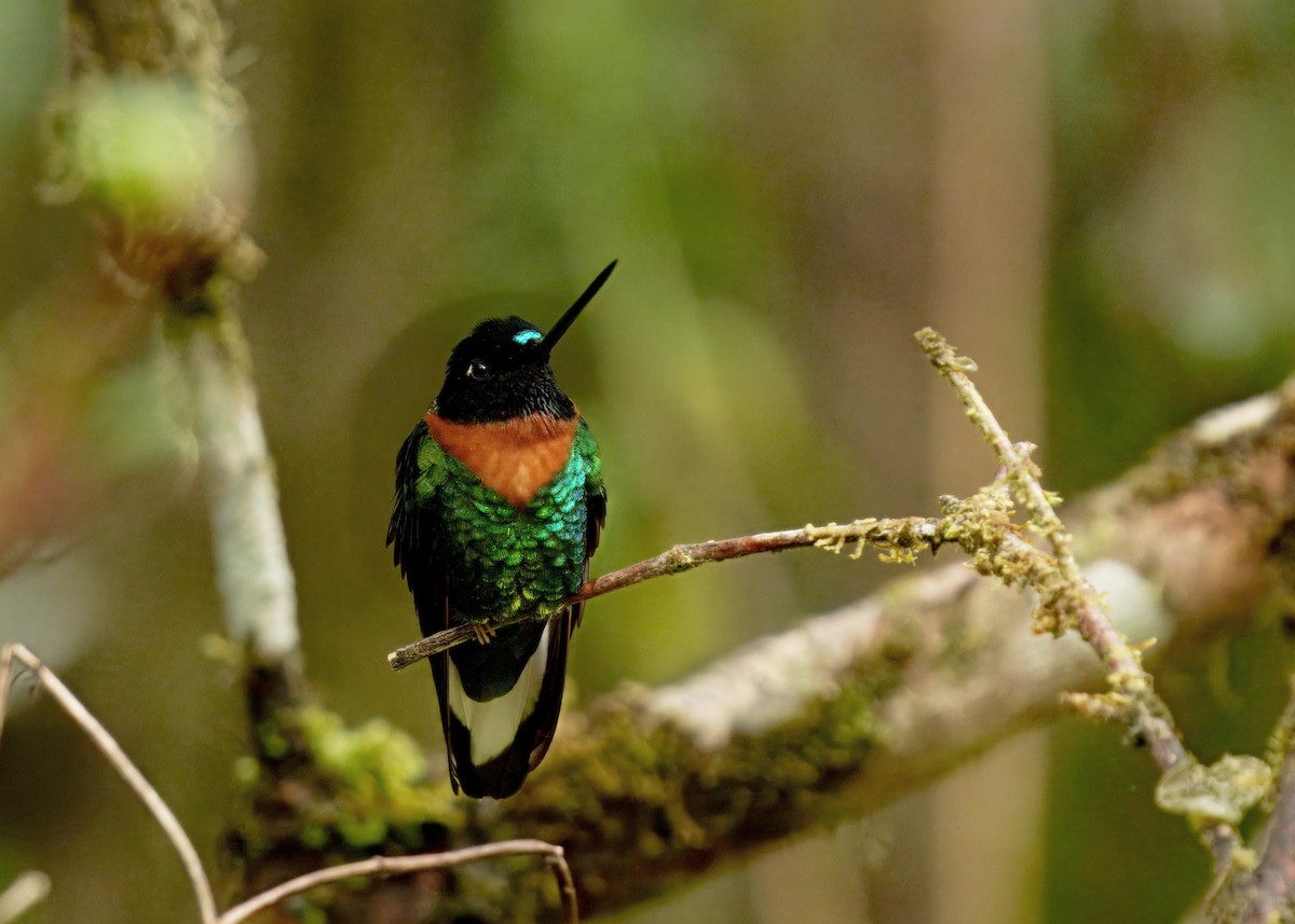 rustbrystinka - ML646371679