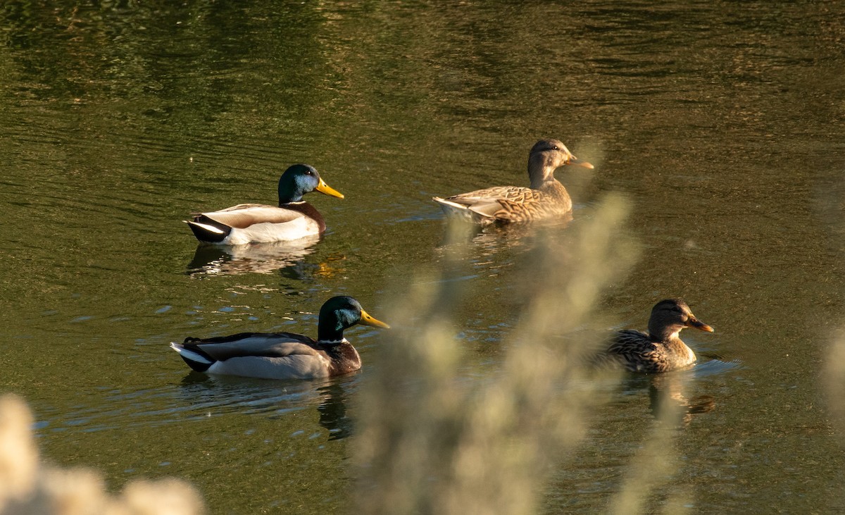 Mallard - ML646371683