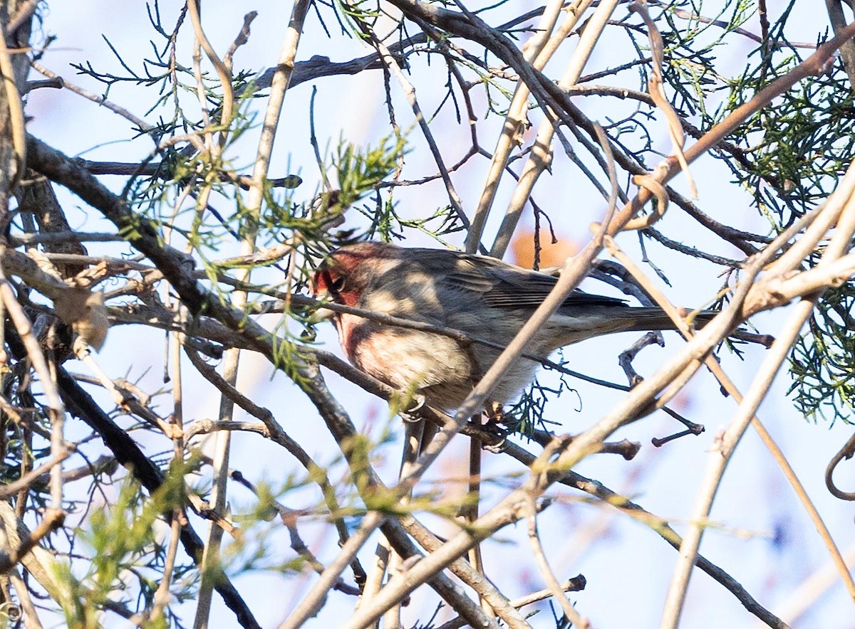 House Finch - ML646371684