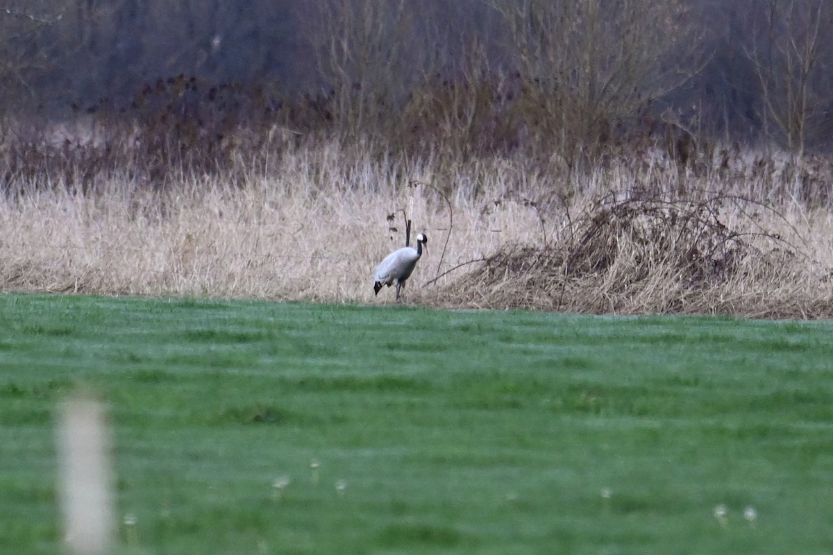 Common Crane - ML646371685