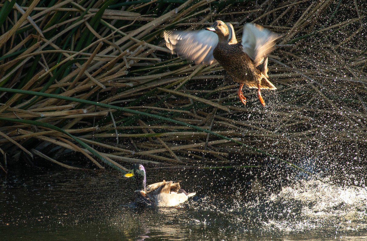 Mallard - ML646371690