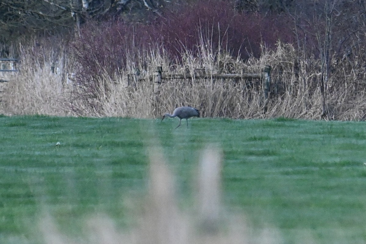 Sandhill Crane - ML646371691
