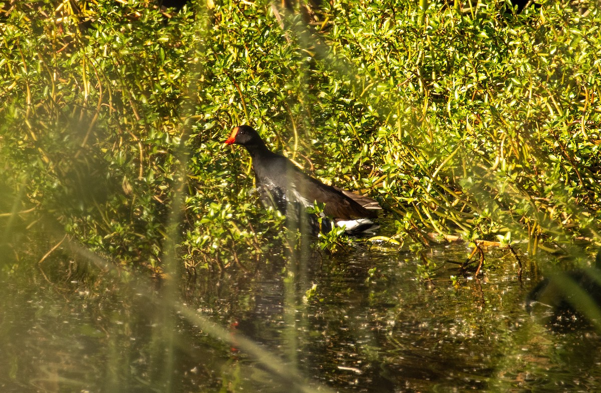 slípka americká - ML646371692