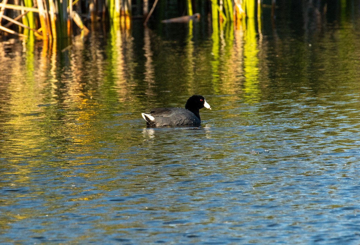 Лиска американська - ML646371695