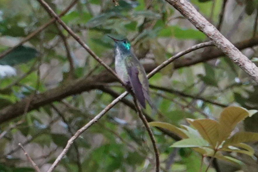 Versicolored Emerald - ML646371704