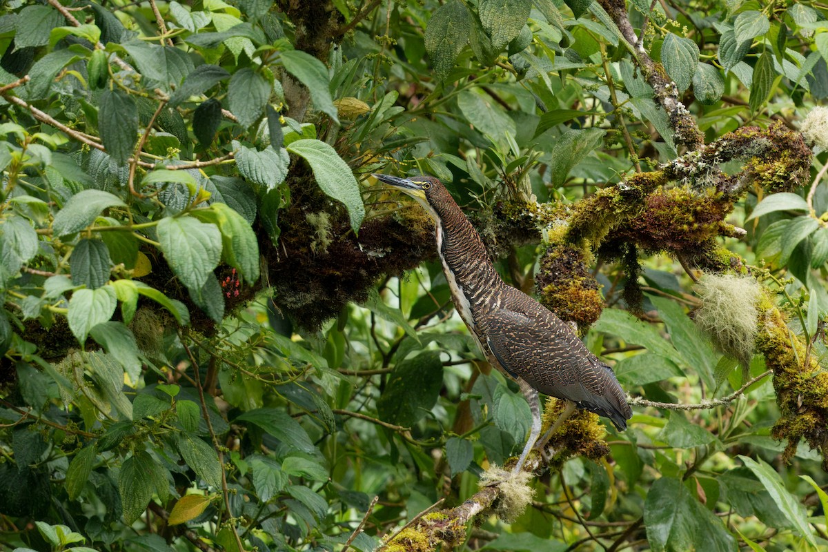 bukač proužkovaný - ML646371705