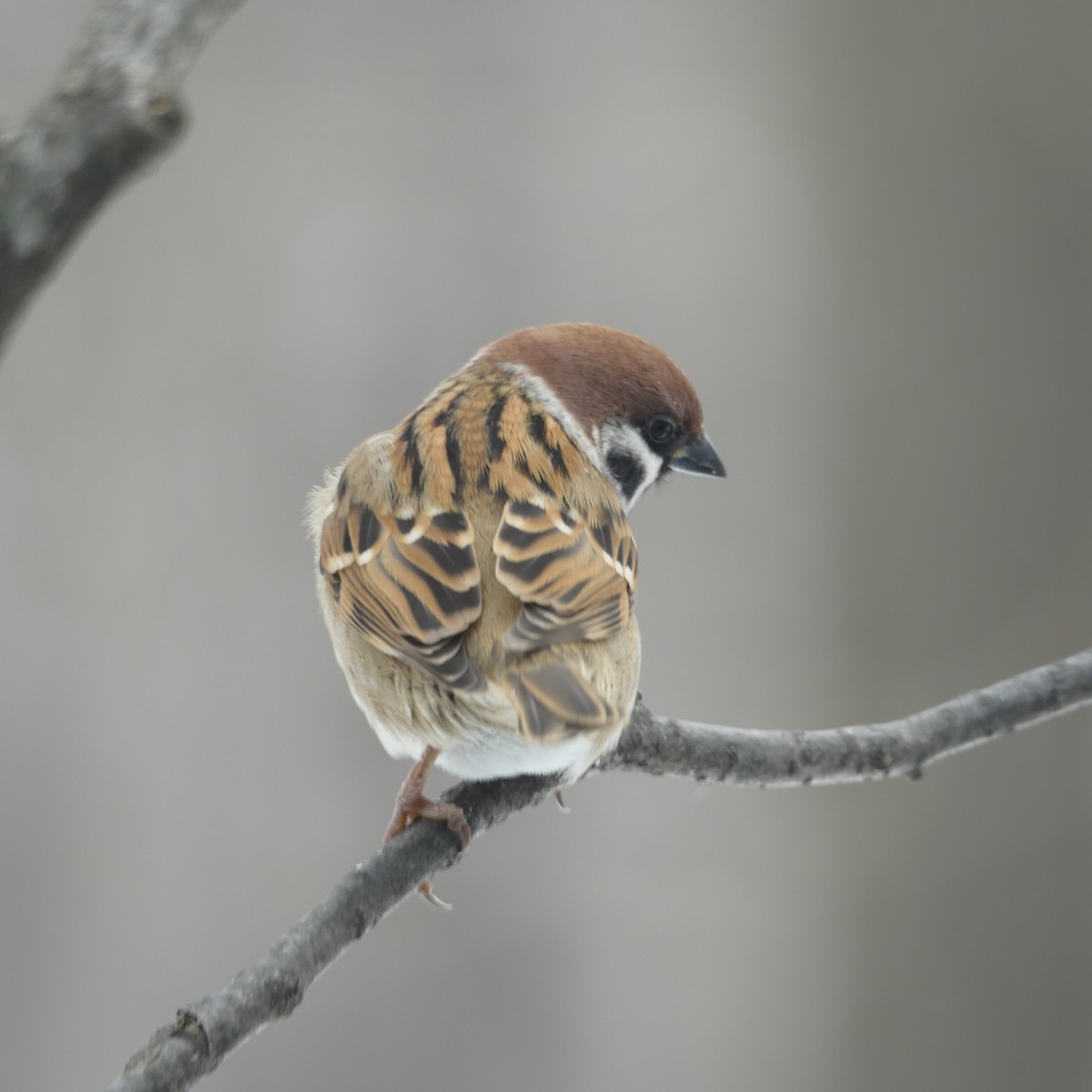 Gorrión Molinero - ML646371710