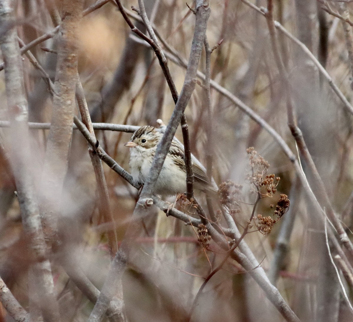 Clay-colored Sparrow - ML646371711