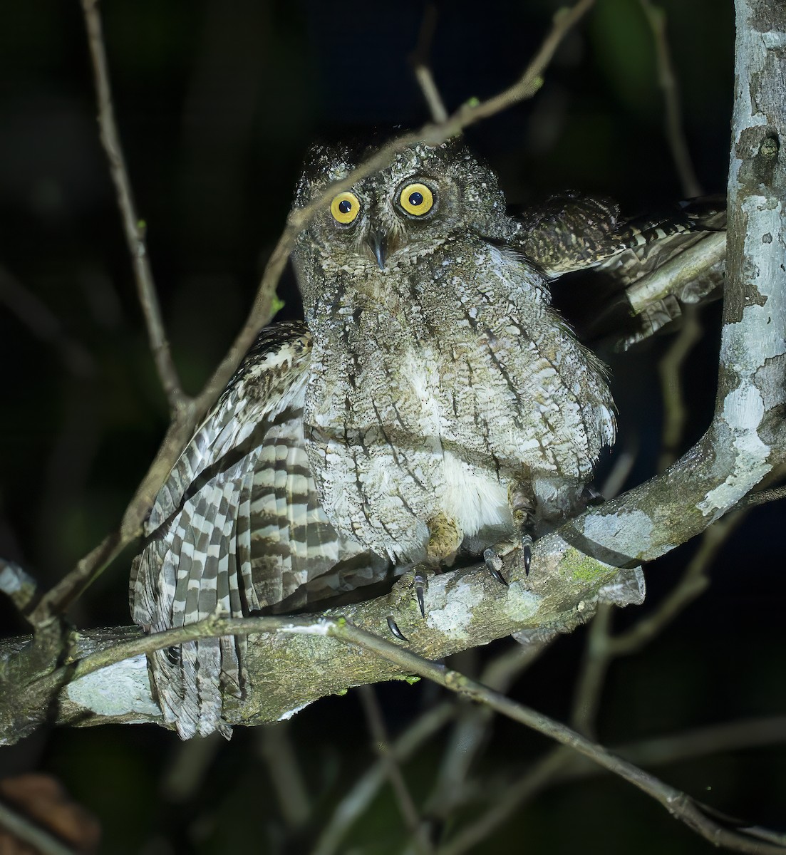 Moluccan Scops-Owl (Moluccan) - ML646371712