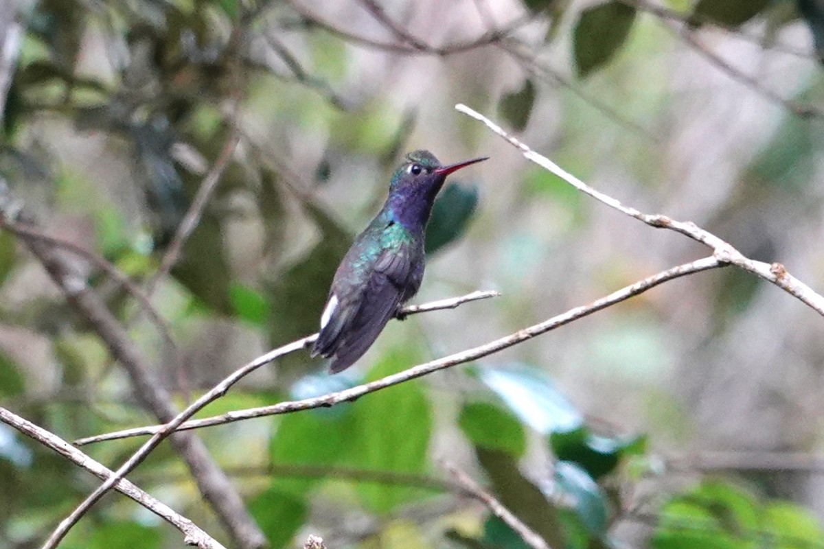 Sapphire-spangled Emerald - ML646371715