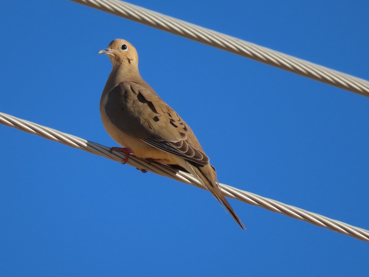 Mourning Dove - ML646371716