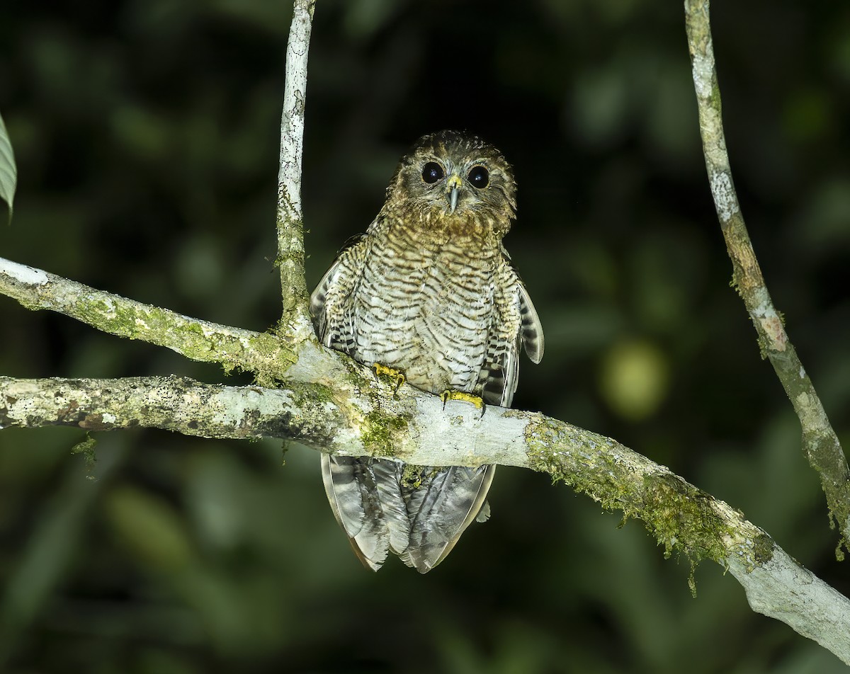 Seram Boobook - ML646371720