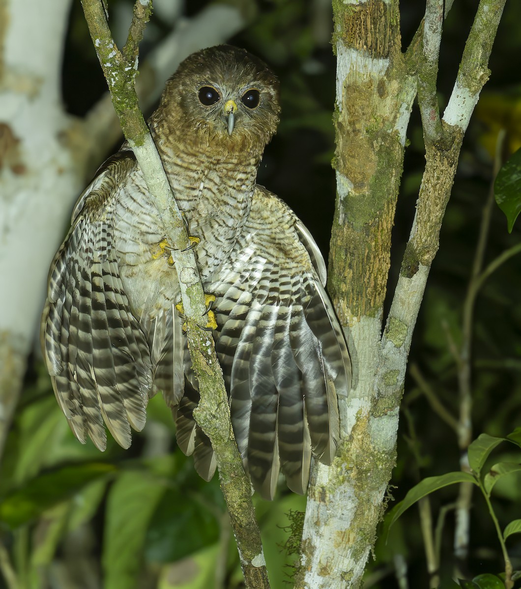 Seram Boobook - ML646371726