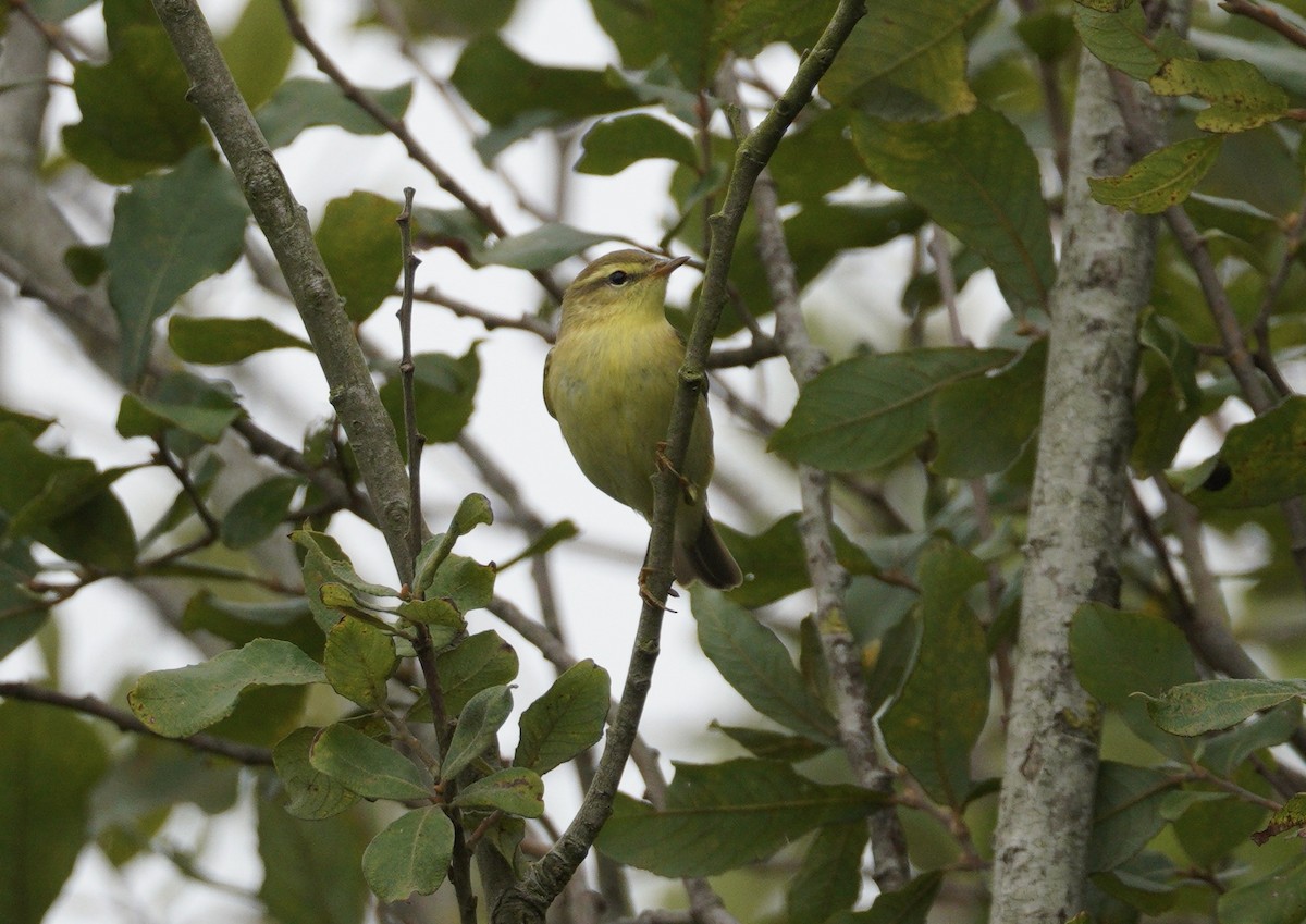 Willow Warbler - ML646371730