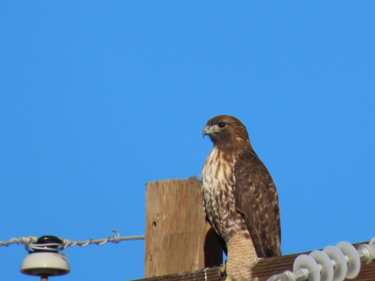 Red-tailed Hawk - ML646371731